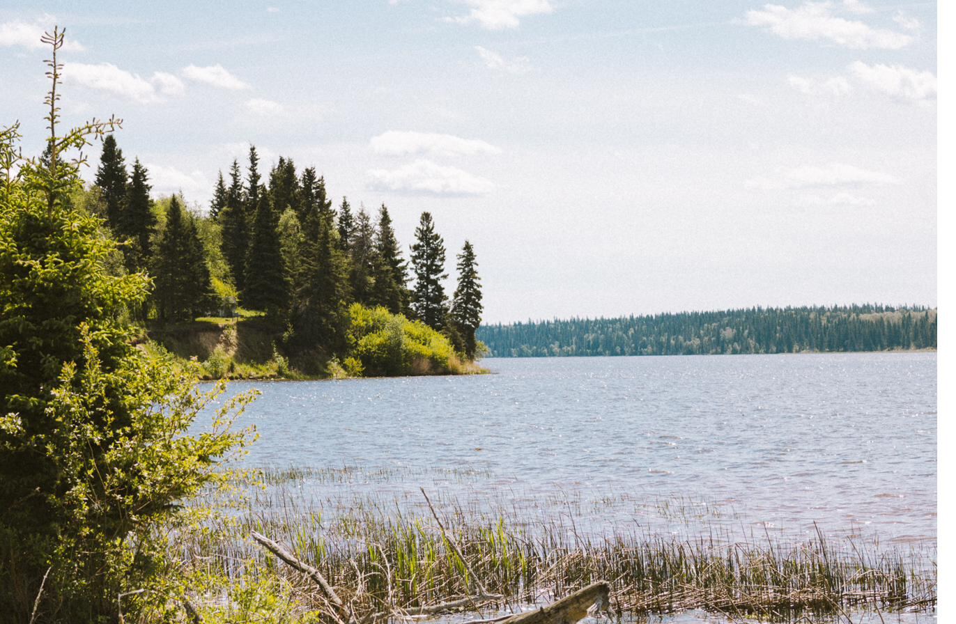 The lake shoreline, spruce and open water under a summer sky
