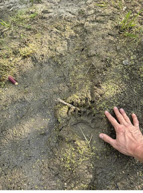 A bear track pressed into the mud, a hand beside it for scale