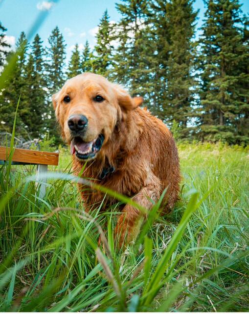 Gretsch the Golden Retriever, mid-stride in the camp meadow