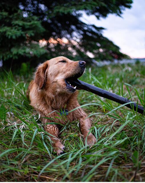 Gretsch with a prized stick in the grass