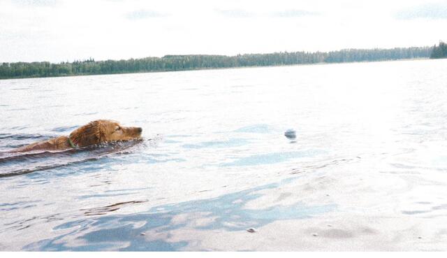 Gretsch mid-swim in the lake