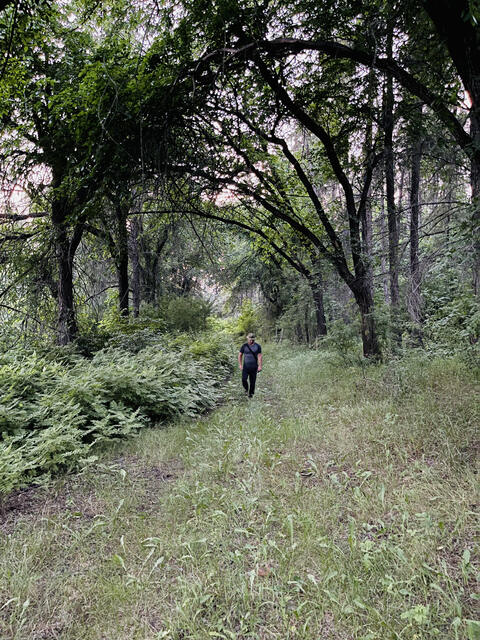 Walking the green trail into the forest
