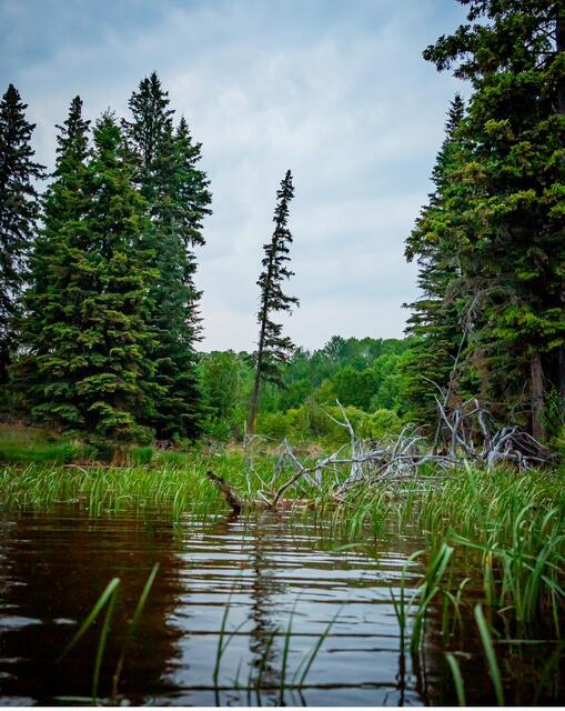 Marsh water and spruce at the edge of the property
