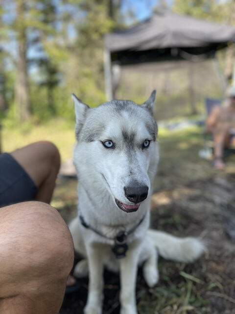 Yuki the blue-eyed Husky, up close at camp